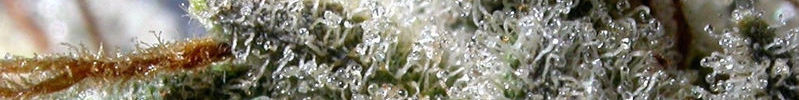 Signup & Find Marijuana Dispensaries in Coral Hills, MD 20743